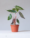 Pink Dragon Elephant Ear: Alocasia - 6 inch pot