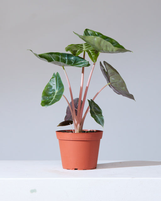 Pink Dragon Elephant Ear: Alocasia - 6 inch pot