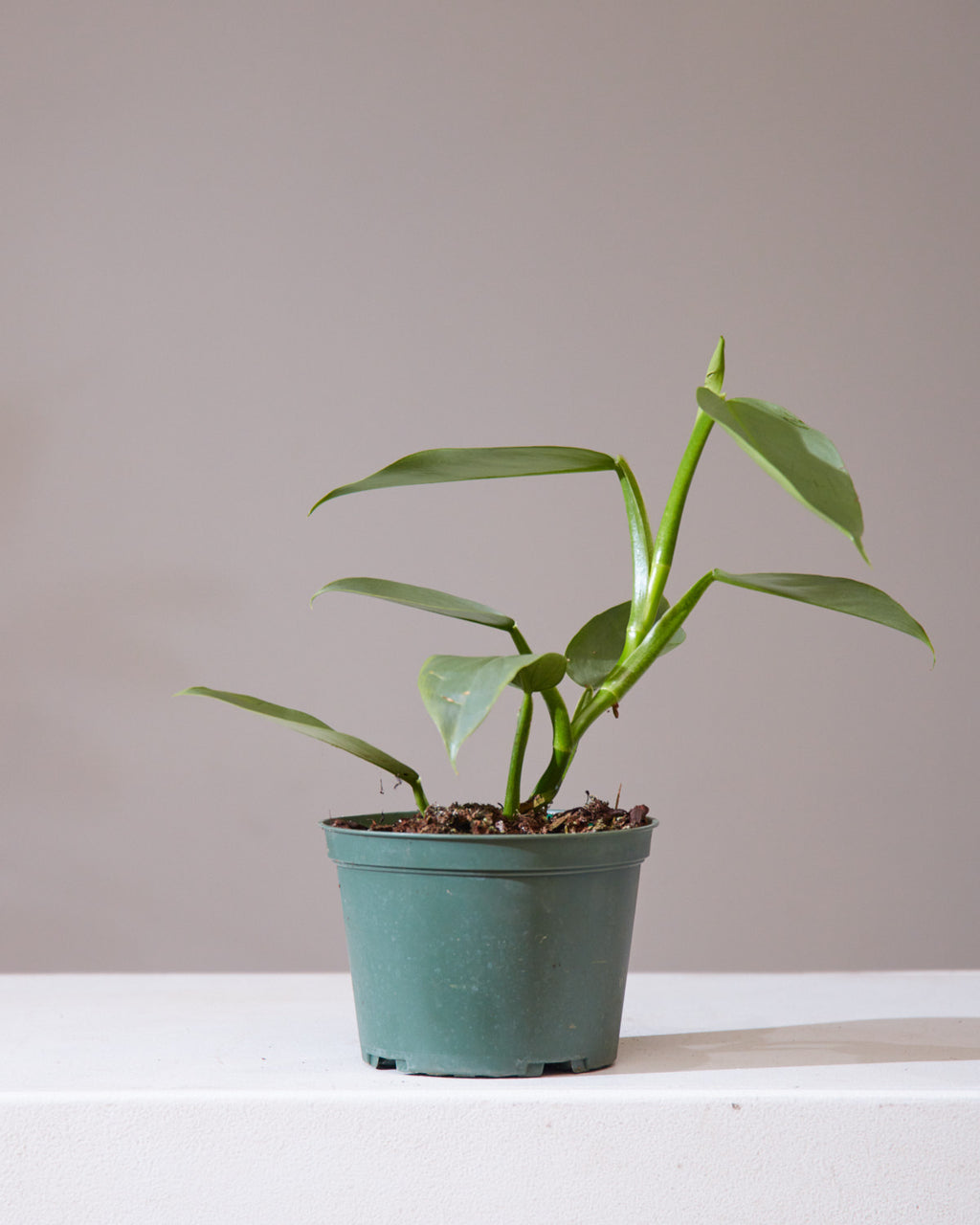 Silver Sword: Philodendron hastatum - 6 inch pot