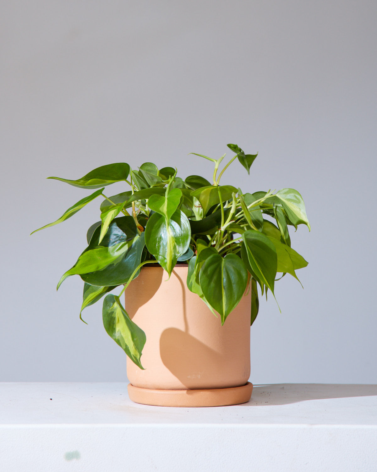 California Pot with Drainage and Tray | 6 inch Diameter