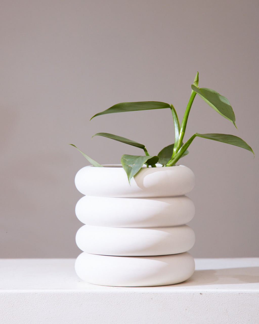 Silver Sword: Philodendron hastatum - 6 inch pot