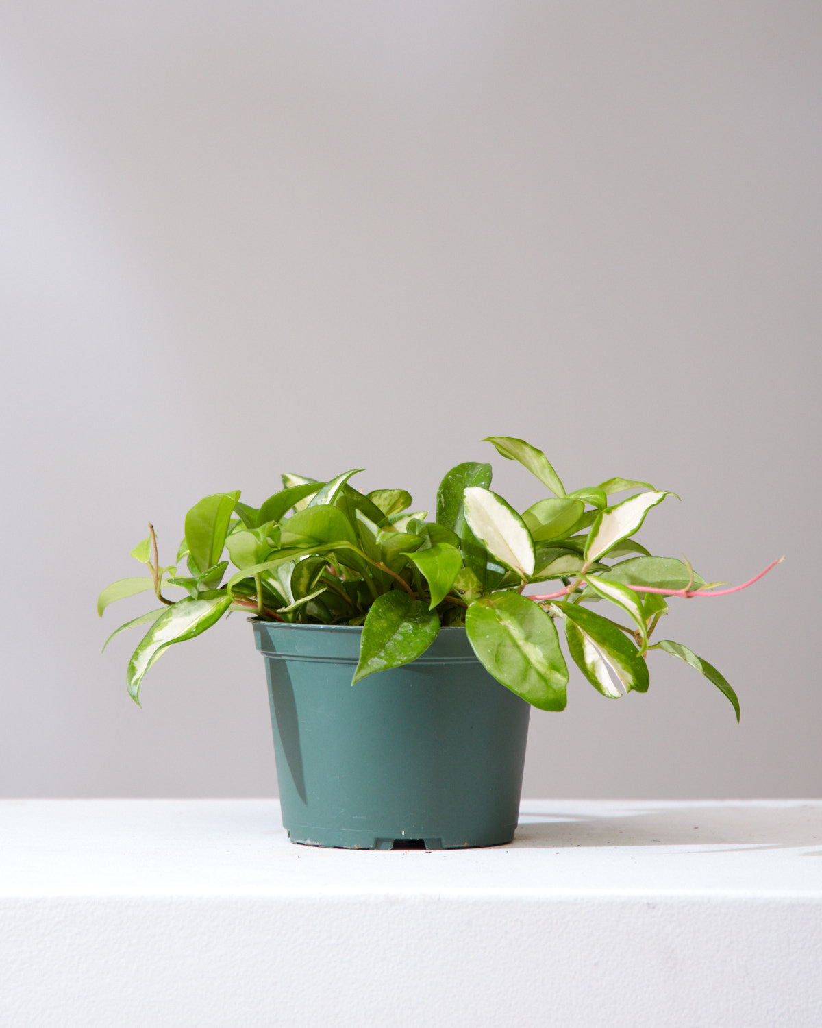 HOYA KRIMSON PRINCESS 6" Grower Pot
