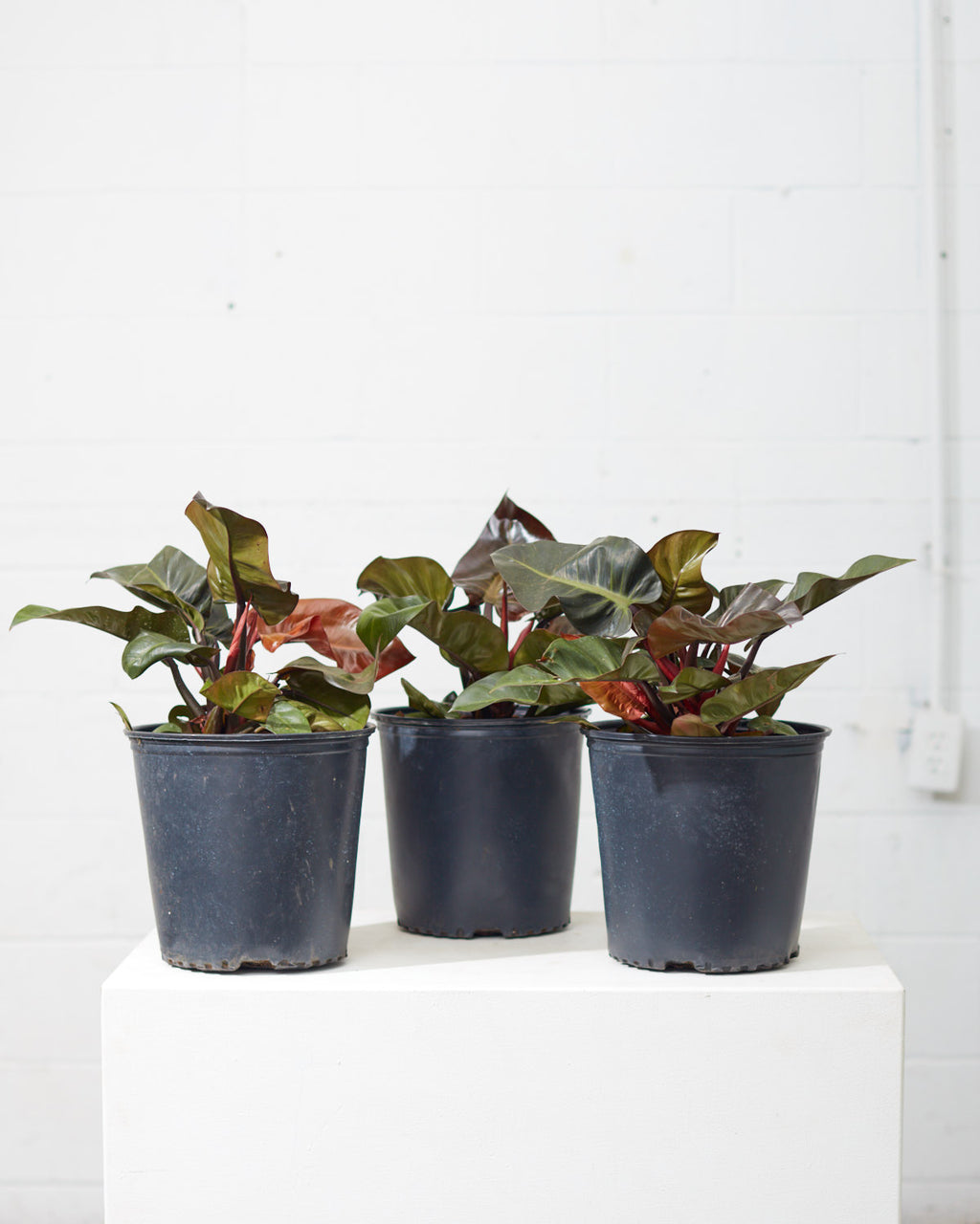 PHILODENDRON 'BLACK CARDINAL' 10" Grower Pot