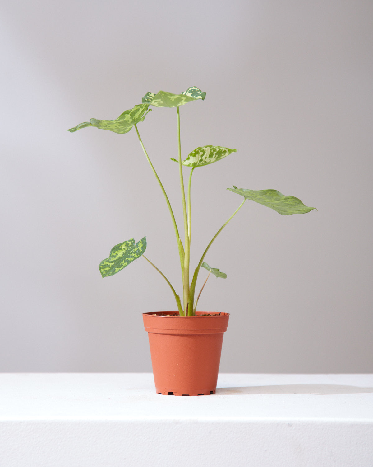ALOCASIA 'HILO BEAUTY' 3.5" Grower Pot