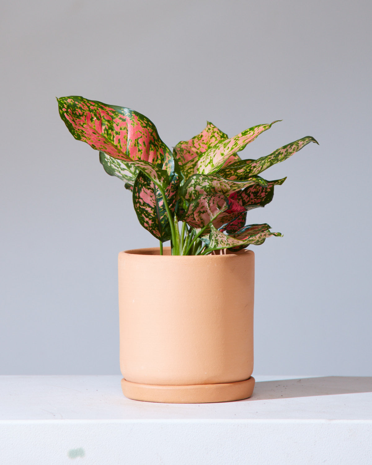 Lady Valentine Chinese Evergreen: Aglaonema anyamanee - 5 inch pot