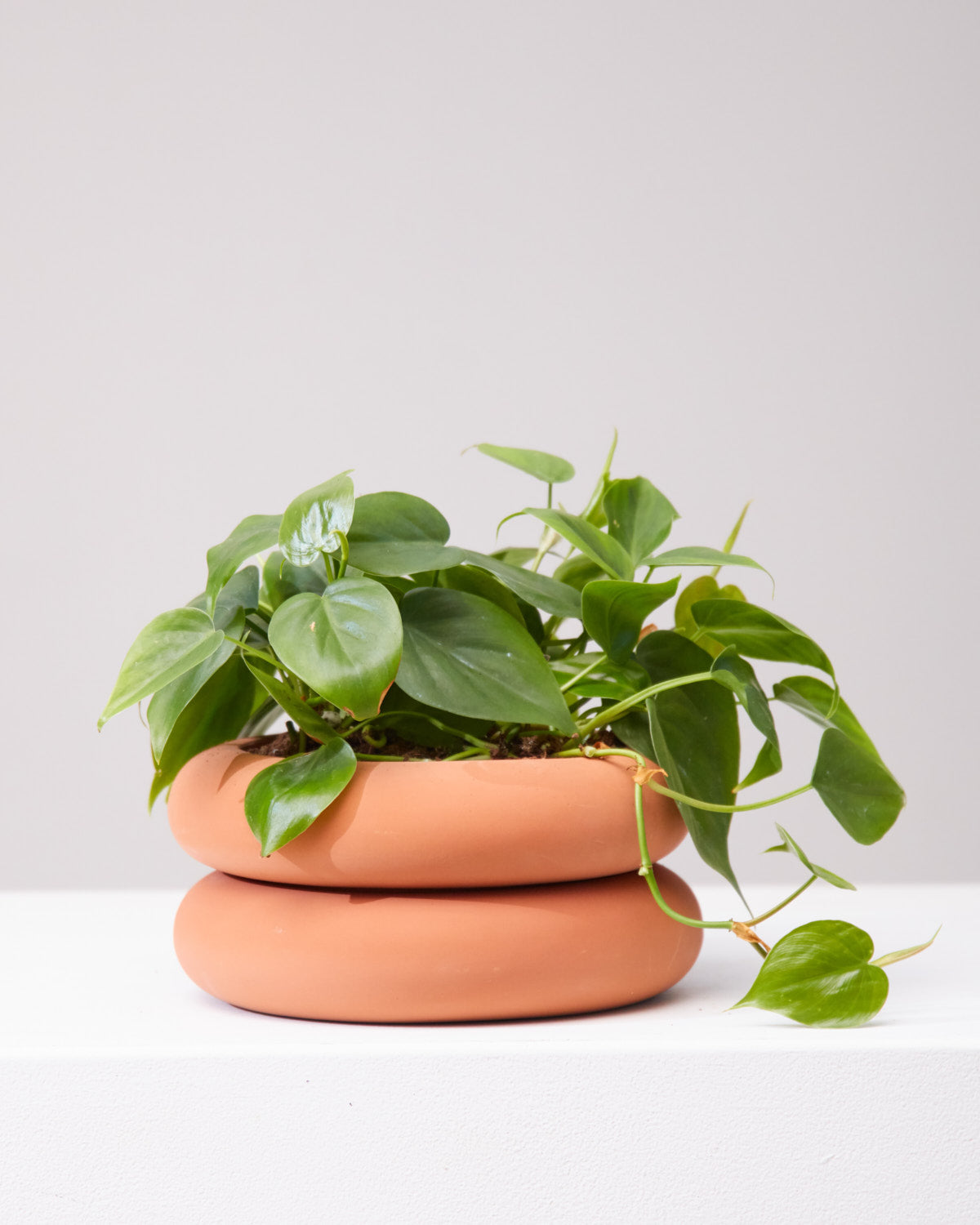 AREAWARE STACKING PLANTER Short Terracotta 8 Inch