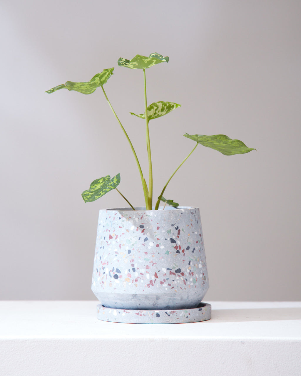 ALOCASIA 'HILO BEAUTY' 3.5" Grower Pot