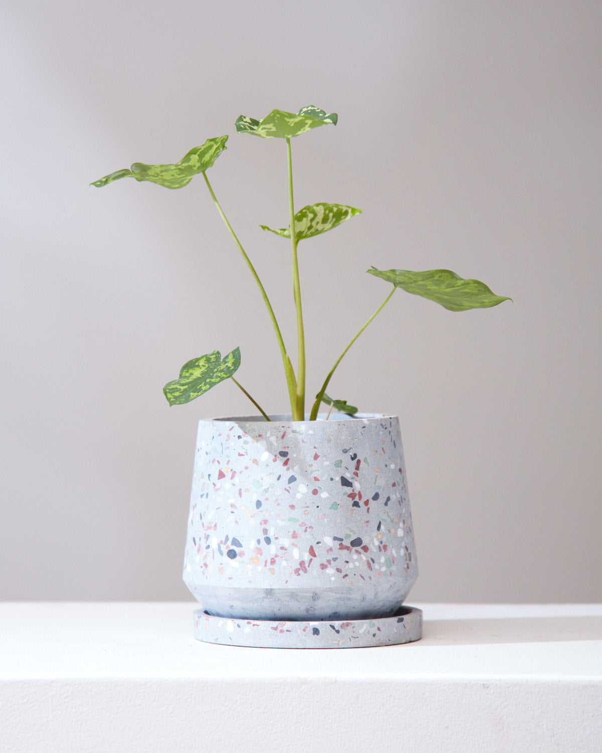 ALOCASIA 'HILO BEAUTY' 3.5" Grower Pot