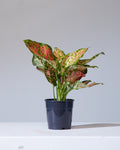 Lady Valentine Chinese Evergreen: Aglaonema anyamanee - 5 inch pot