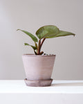 PHILODENDRON 'BLACK CARDINAL' 4" Grower Pot