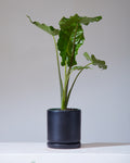 ALOCASIA 'TYRION' 6" Grower Pot