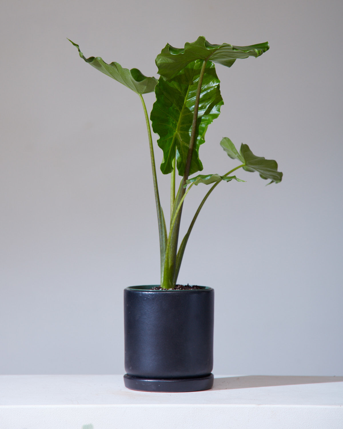 ALOCASIA 'TYRION' 6" Grower Pot