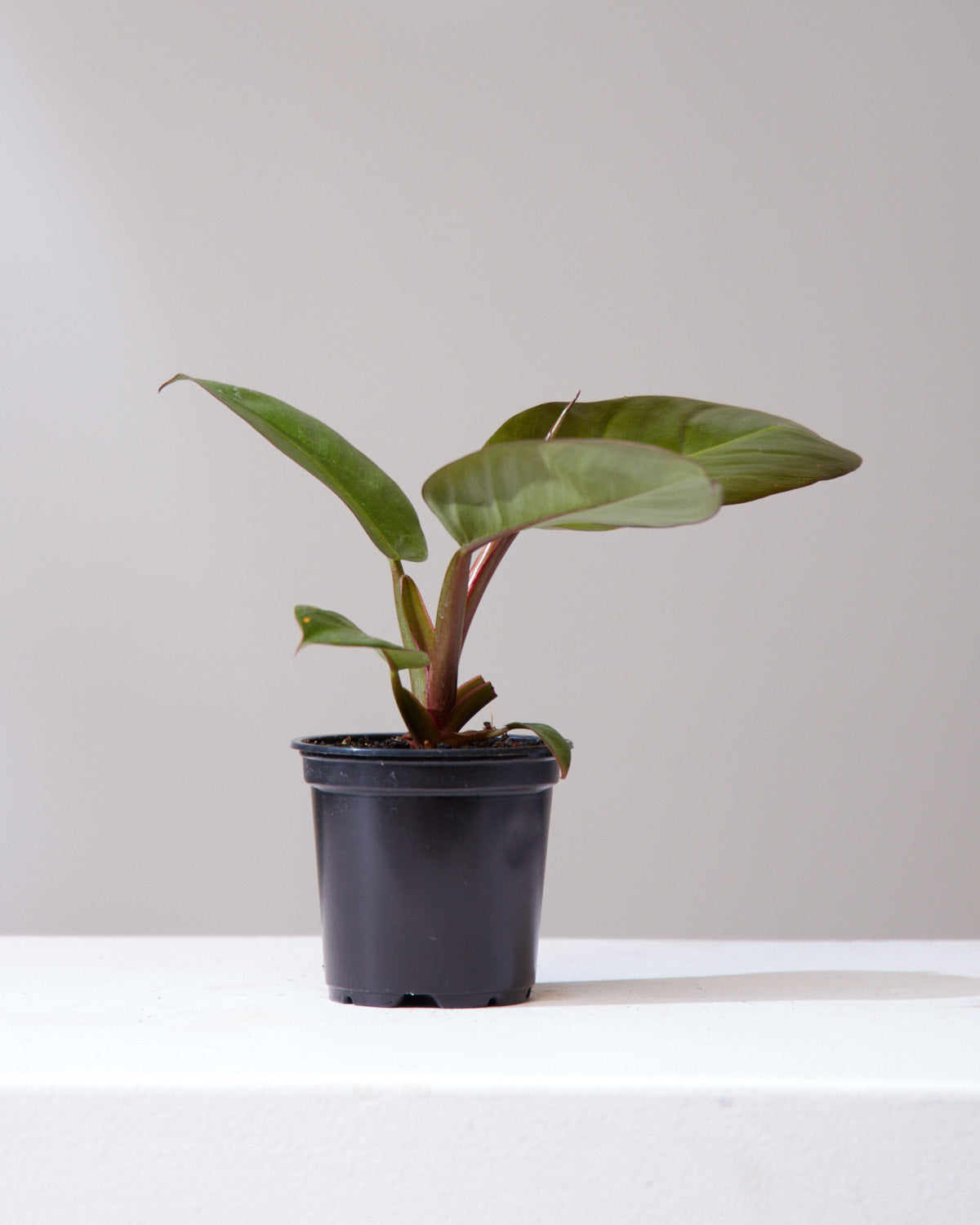 PHILODENDRON 'BLACK CARDINAL' 4" Grower Pot