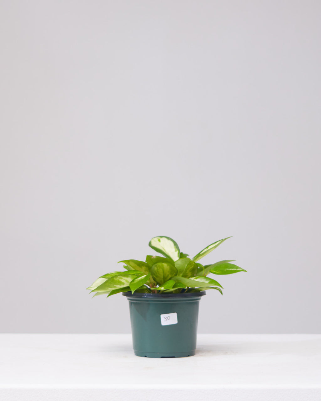 Crimson Princess Wax Plant: Hoya carnosa - 4 inch pot