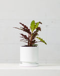 CALATHEA 'RUFIBARBA' 6" Grower Pot