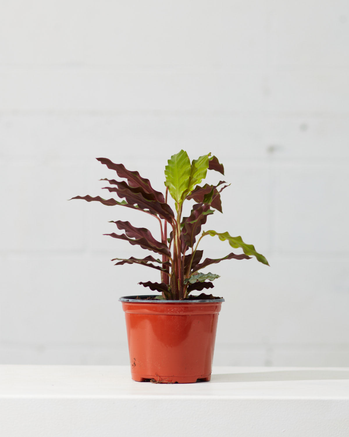 CALATHEA 'RUFIBARBA' 6" Grower Pot