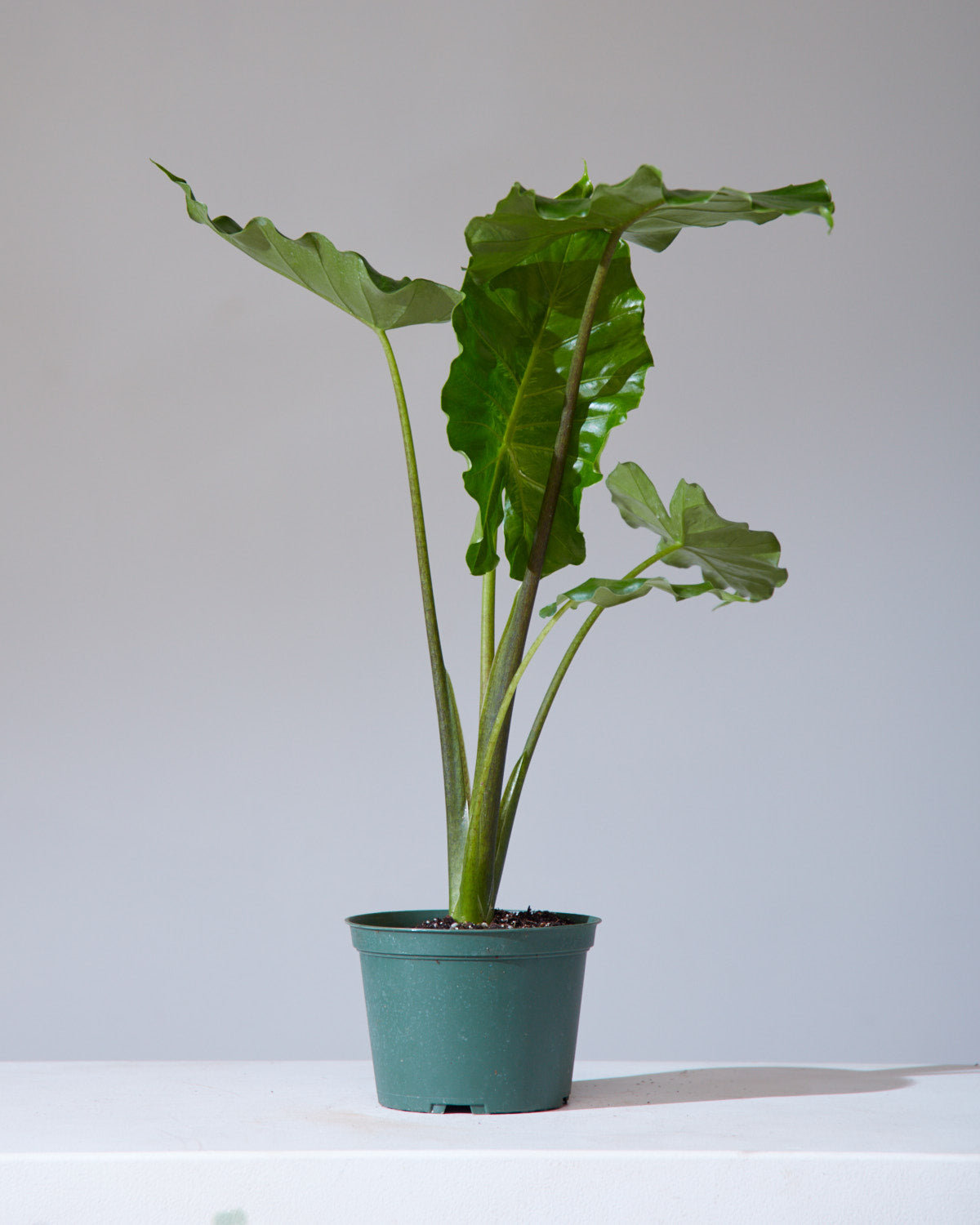 ALOCASIA 'TYRION' 6" Grower Pot