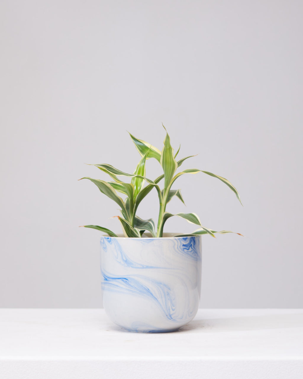 DRACAENA SANDERIANA 'LUCKY BAMBOO' 3.5" Grower Pot