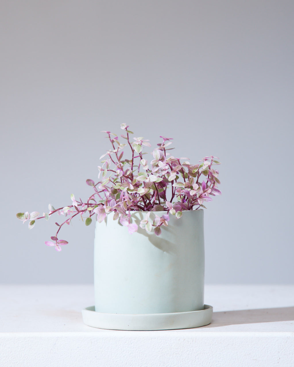 TRADESCANTIA CALLISIA REPENS 'PINK PANTHER' 3" Grower Pot