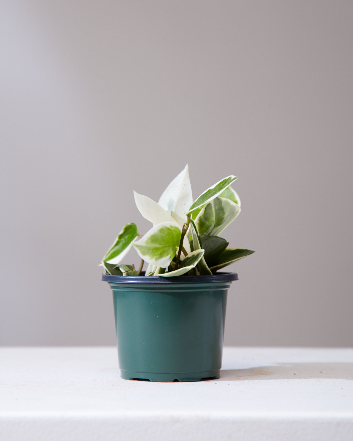 Krimson Queen Wax Plant: Hoya carnosa - 4 inch pot