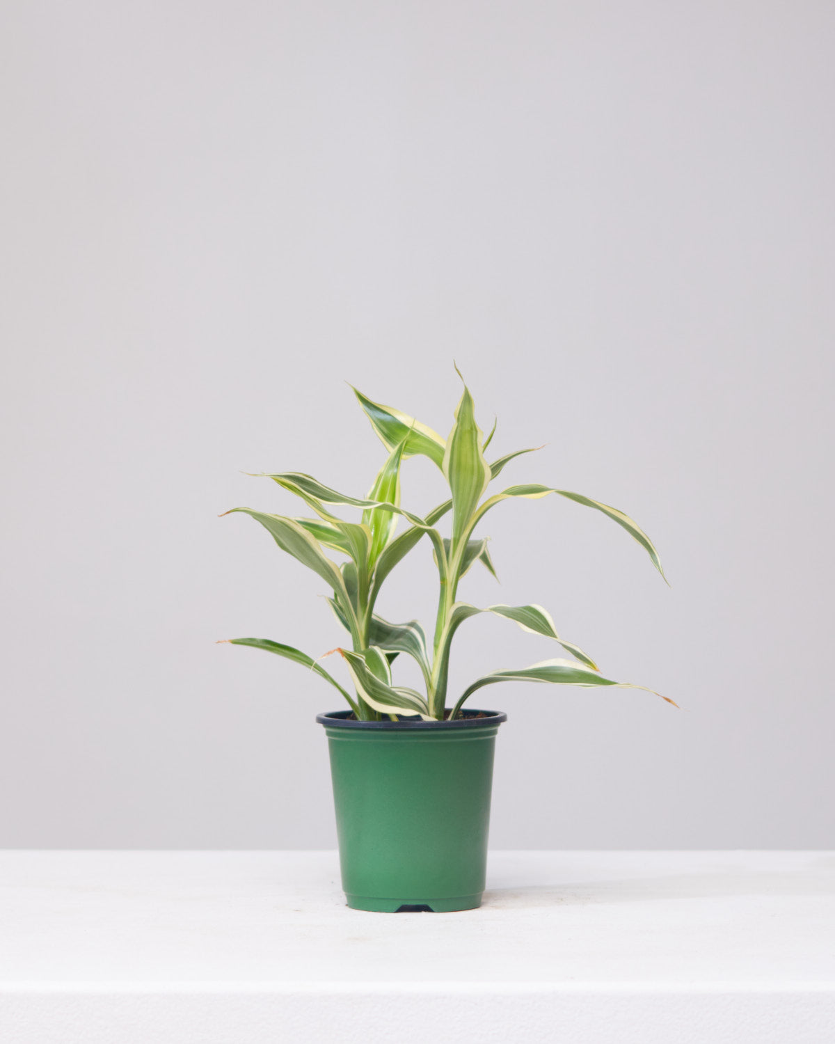 DRACAENA SANDERIANA 'LUCKY BAMBOO' 3.5" Grower Pot