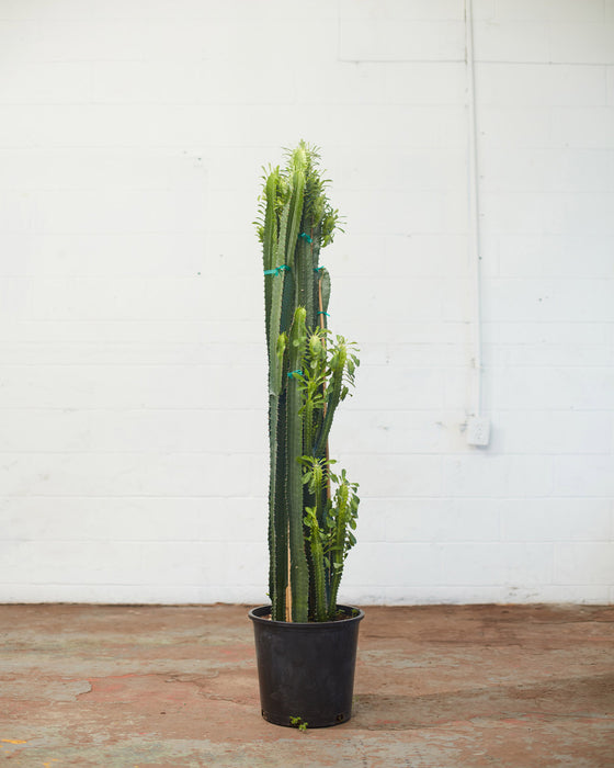 CACTUS Fourteen Inch Grower Pot "EUPHORBIA TRIGONA" (6ft tall)