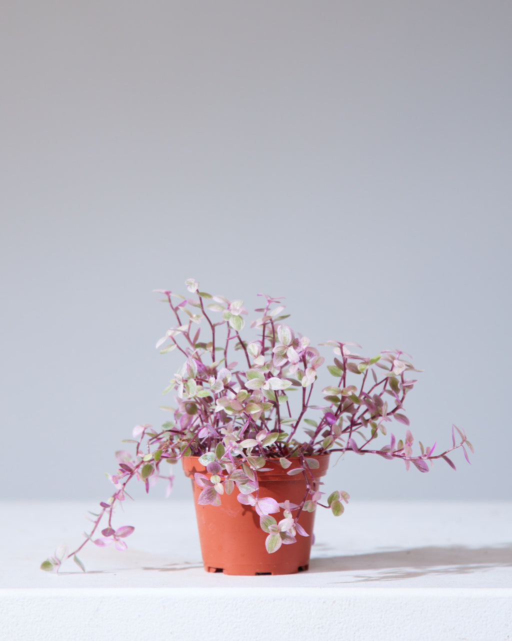 TRADESCANTIA CALLISIA REPENS 'PINK PANTHER' 3" Grower Pot