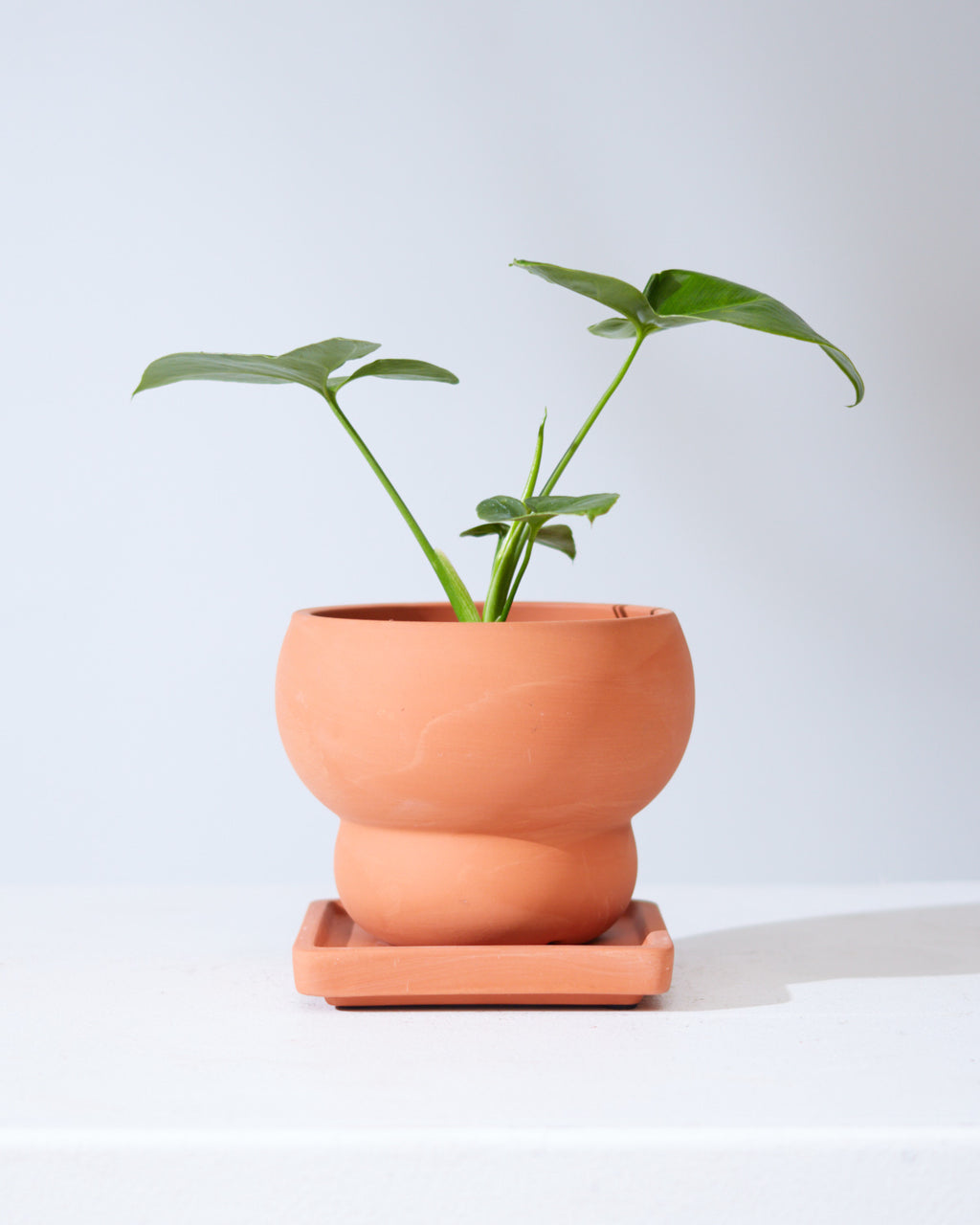 PHILODENDRON 'GOELDII' 3.5" Grower Pot