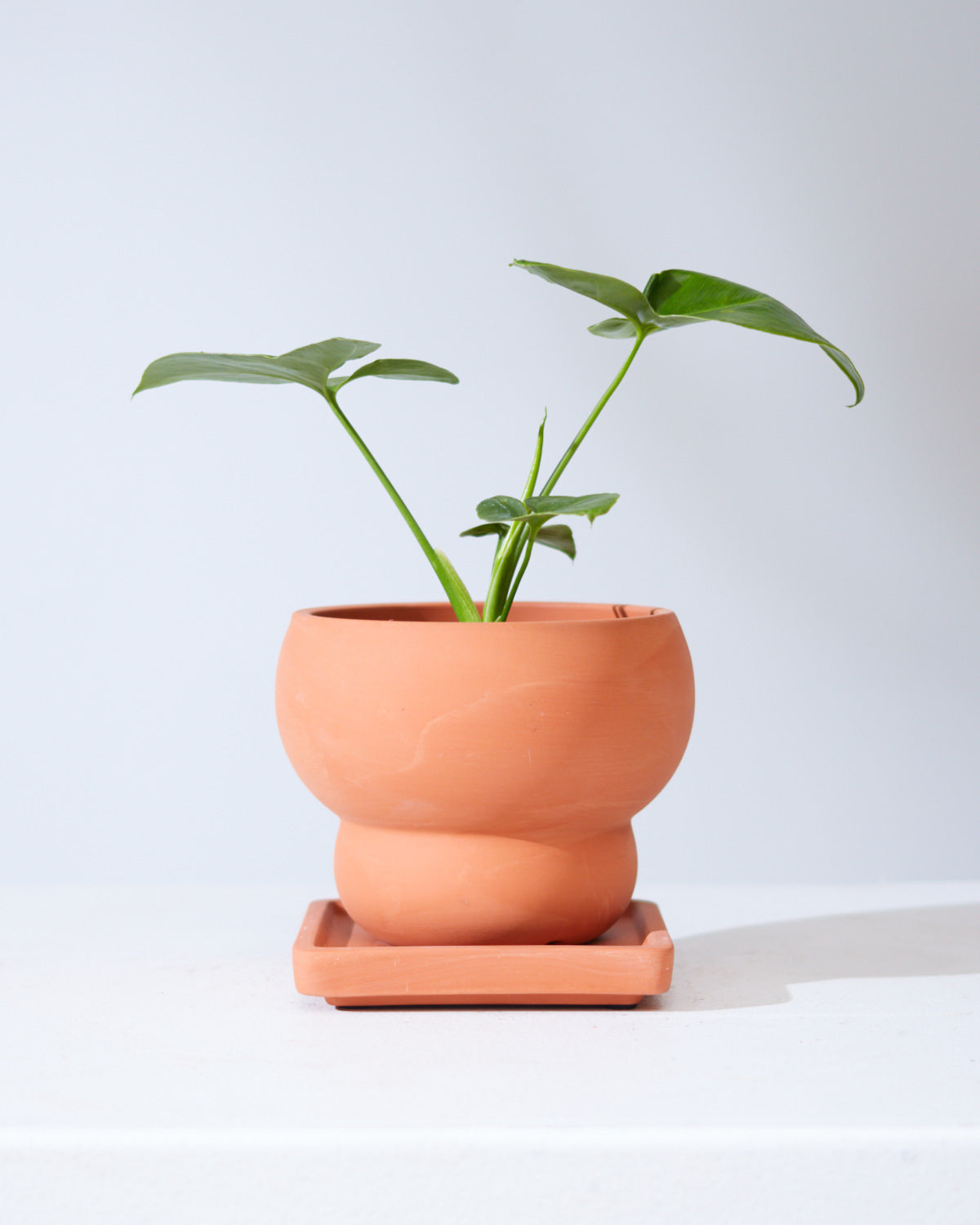 PHILODENDRON 'GOELDII' 3.5" Grower Pot