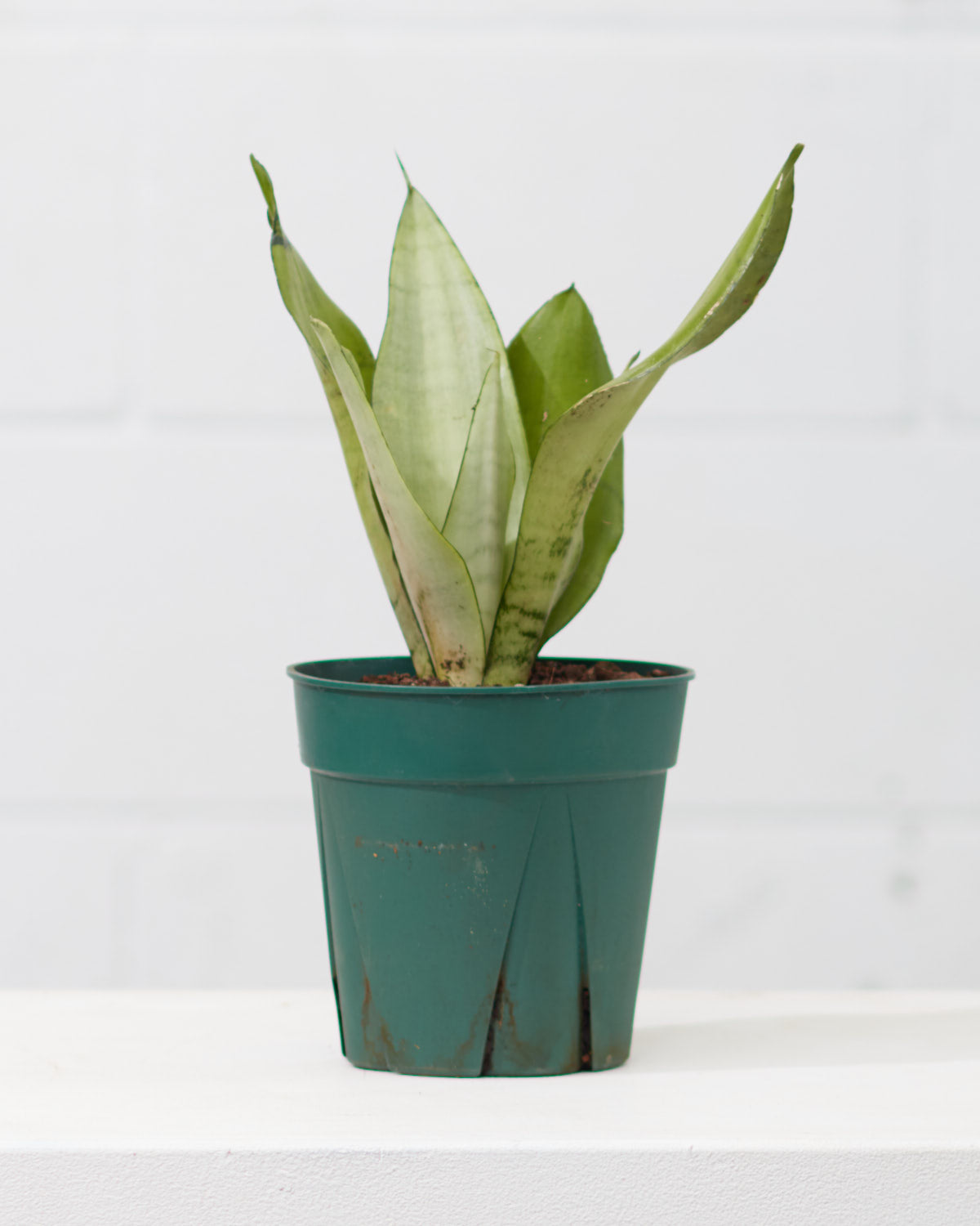 Moonshine Snake Plant: Sansevieria trifasciata - 6 inch pot