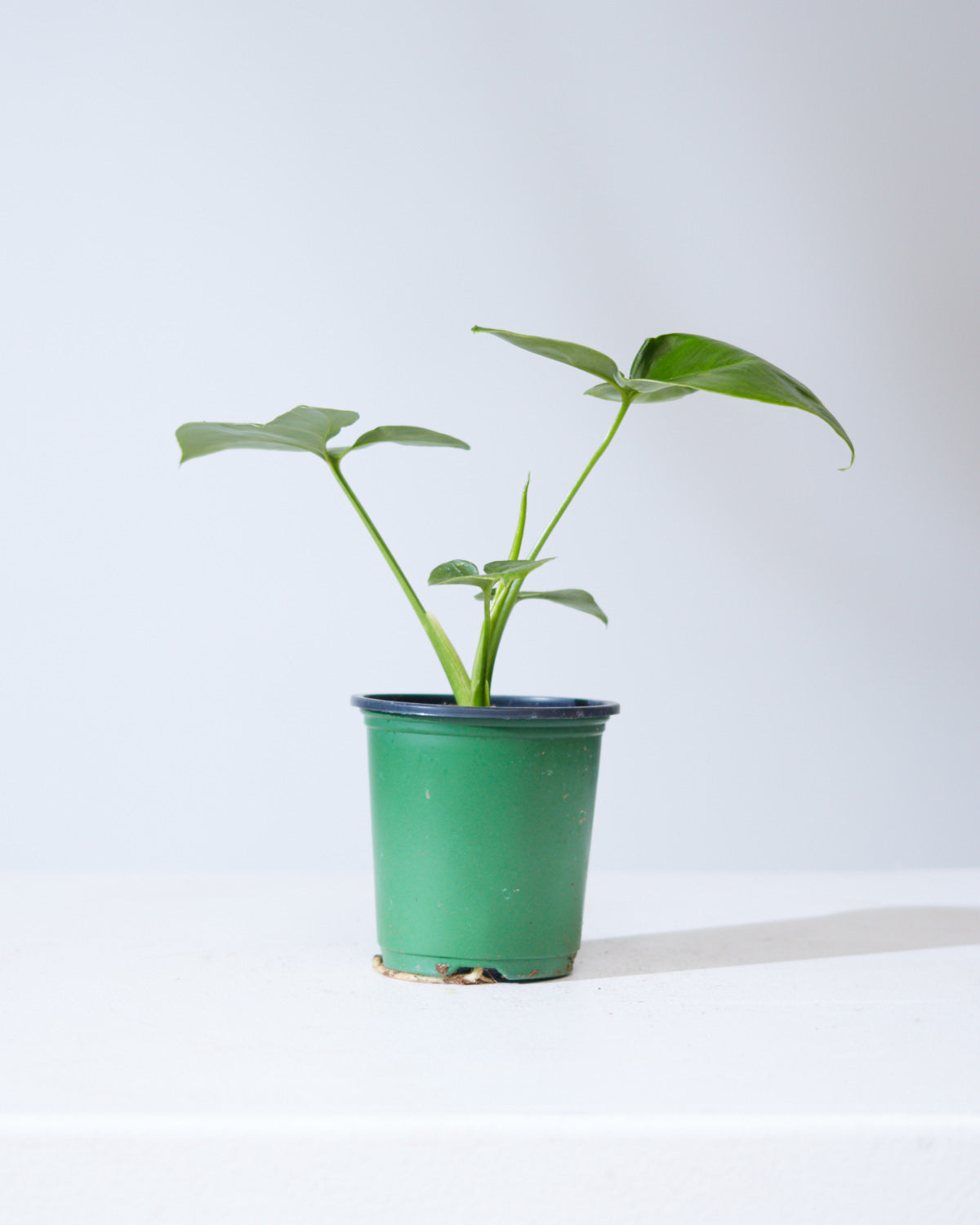 PHILODENDRON 'GOELDII' 3.5" Grower Pot