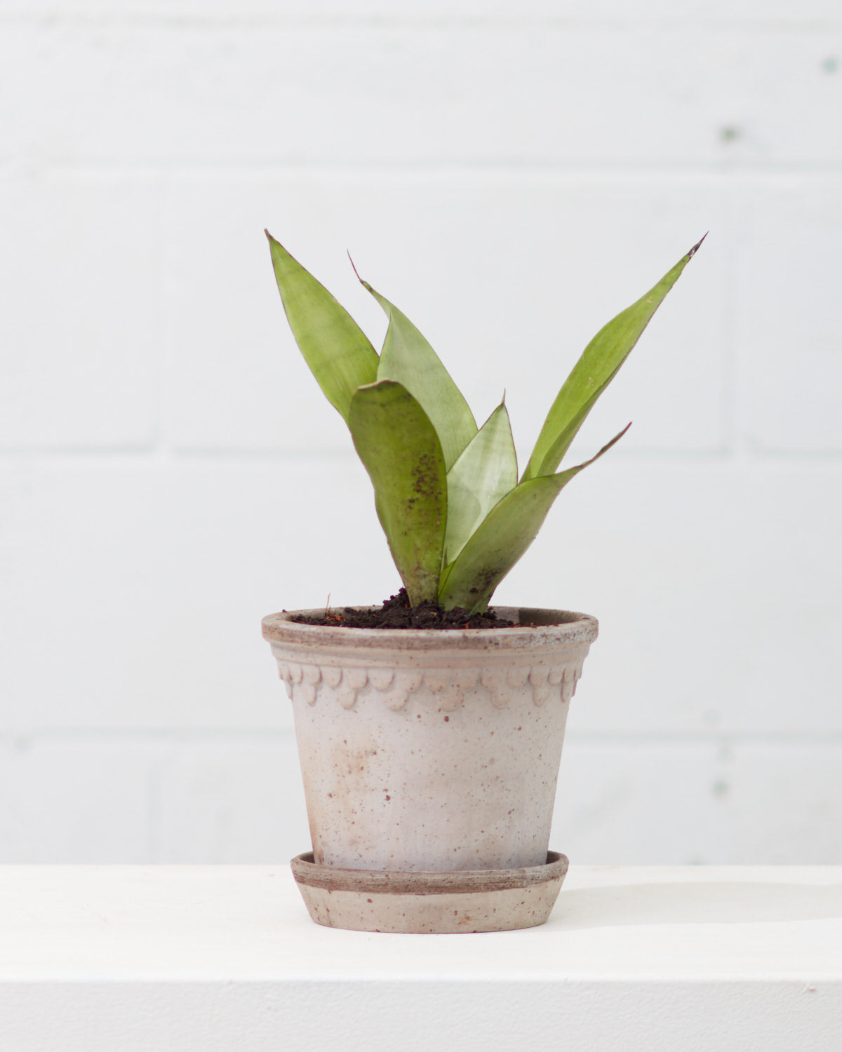 Moonshine Snake Plant: Sansevieria trifasciata - 6 inch pot