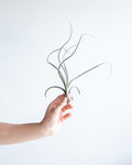 TILLANDSIA 'BAILEYII' AIR PLANT