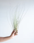 TILLANDSIA 'JUNCEA' AIR PLANT