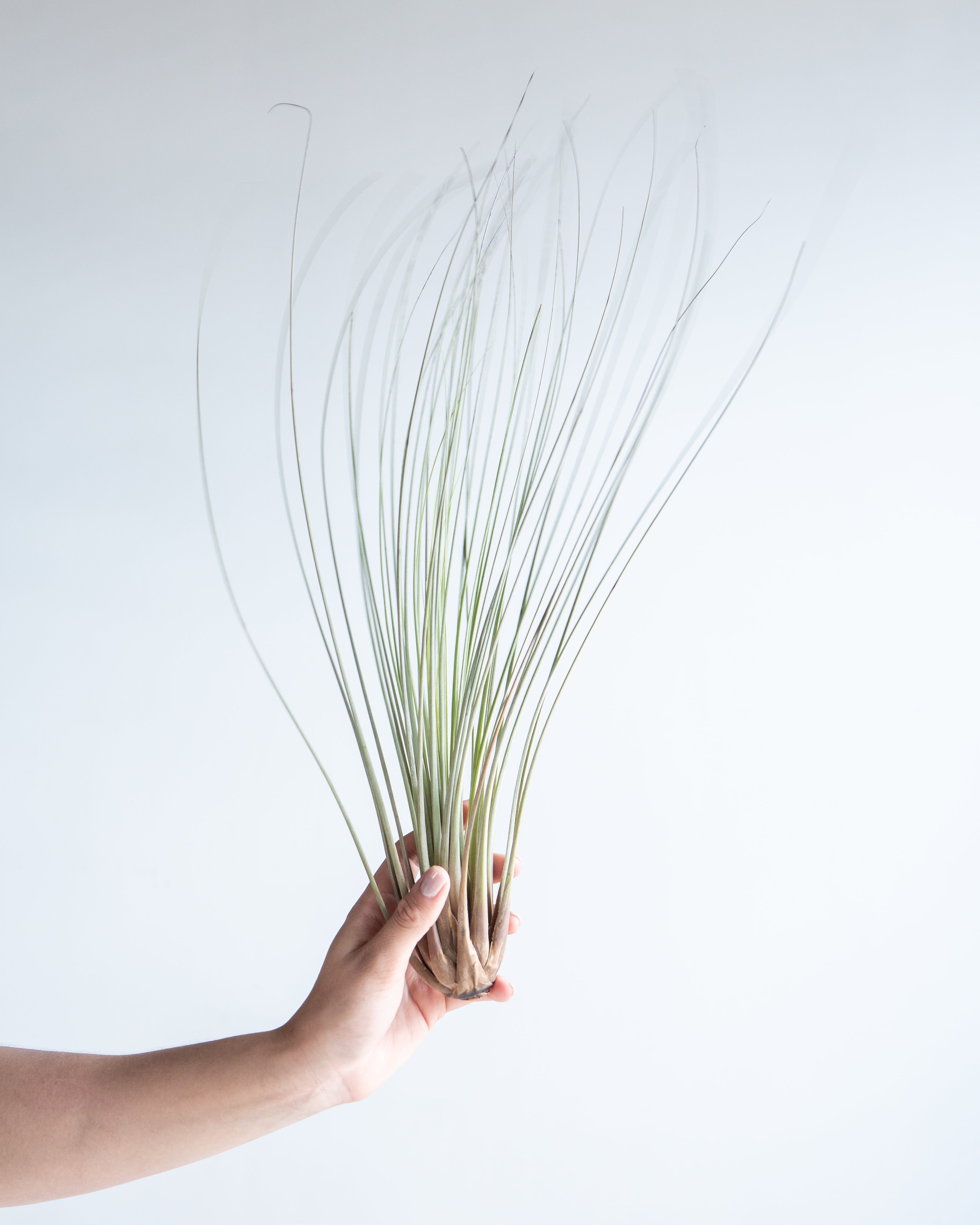 TILLANDSIA 'JUNCEA' AIR PLANT