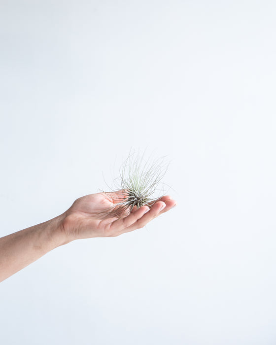 ASSORTED TILLANDSIA 'AIR PLANT'