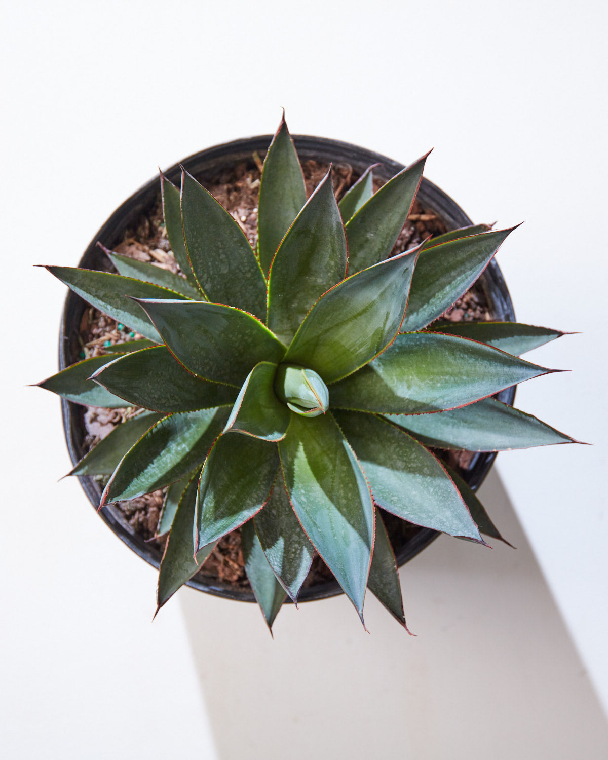 Blue Glow: Agave - 10 inch pot