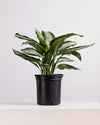 DIEFFENBACHIA 'PANTHER' 10" Grower Pot