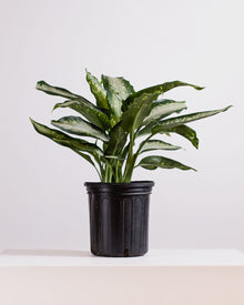  DIEFFENBACHIA 'PANTHER' 10" Grower Pot