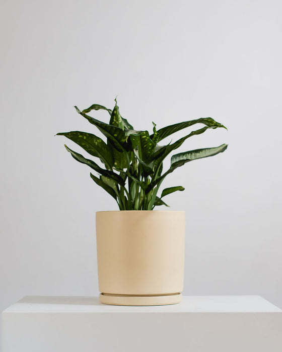 DIEFFENBACHIA 'PANTHER' 10" Grower Pot