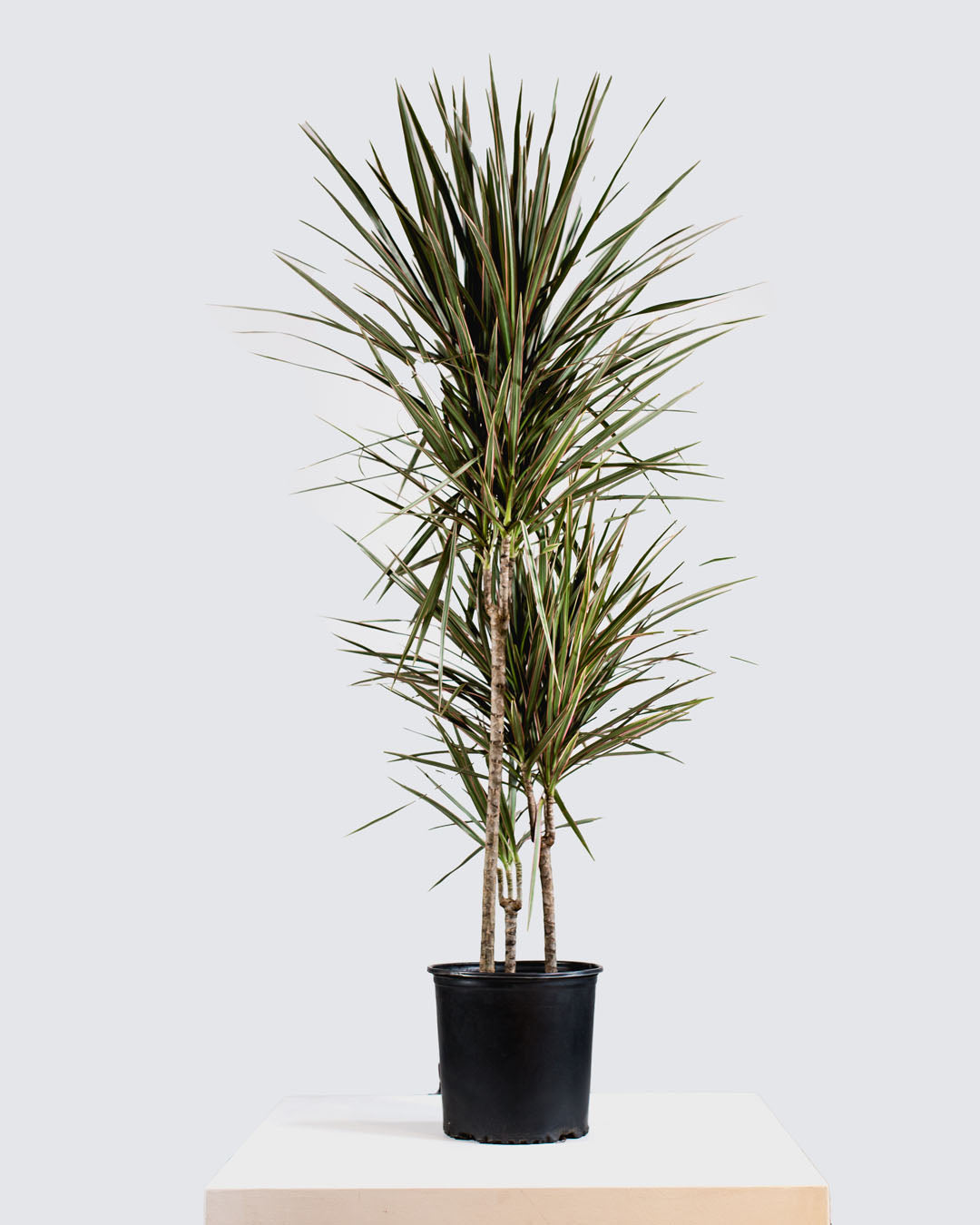 DRACAENA MARGINATA 'COLORAMA' STAGGERED 12" Grower Pot