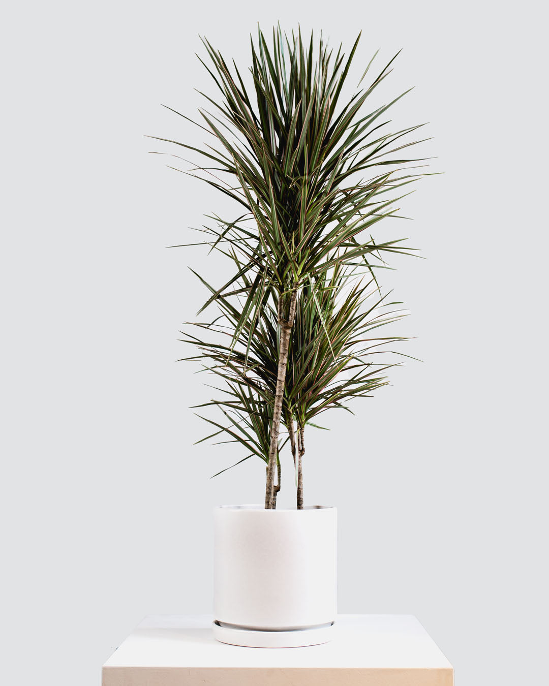 DRACAENA MARGINATA 'COLORAMA' STAGGERED 12" Grower Pot