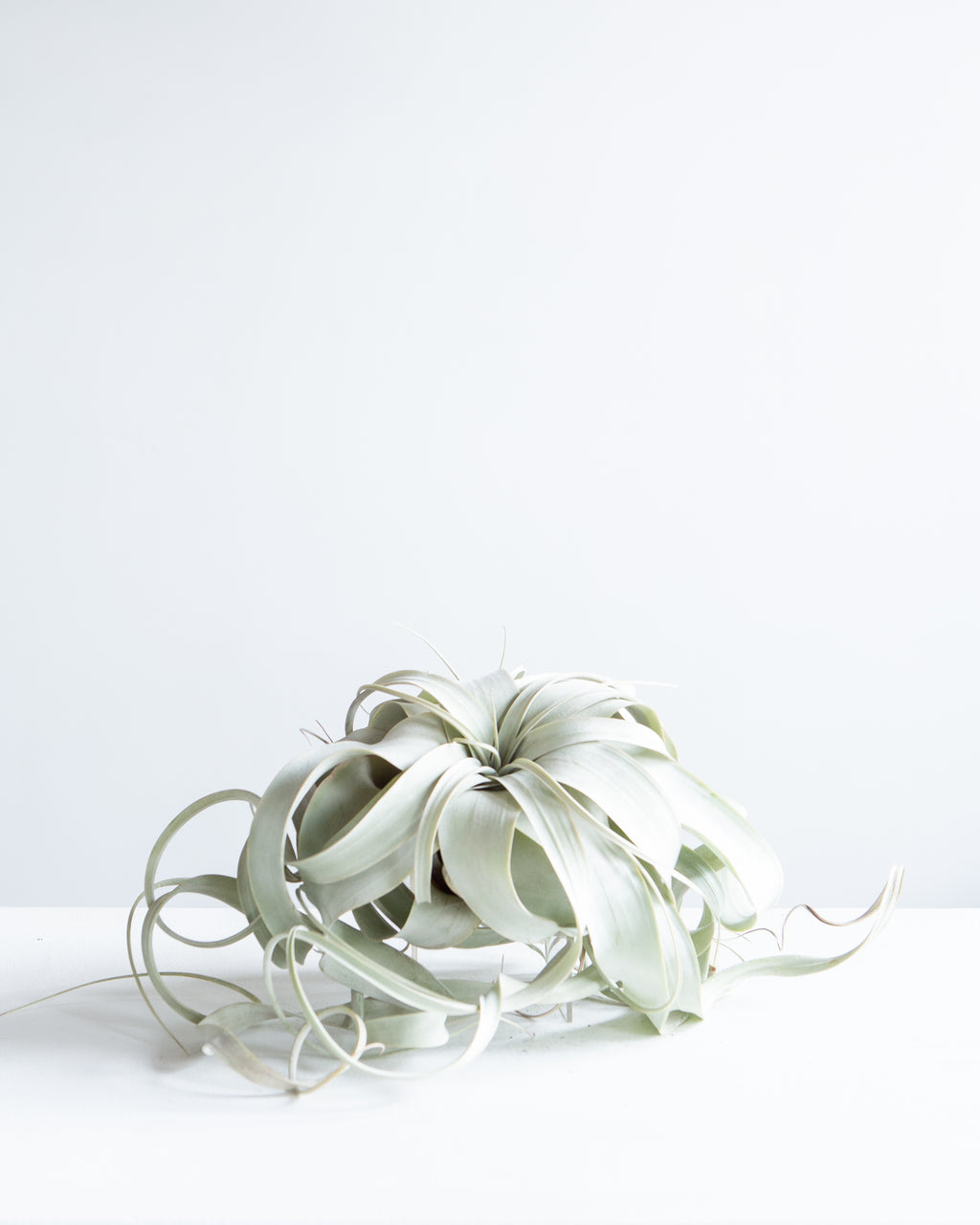 LARGE XEROGRAPHICA 'AIR PLANT'
