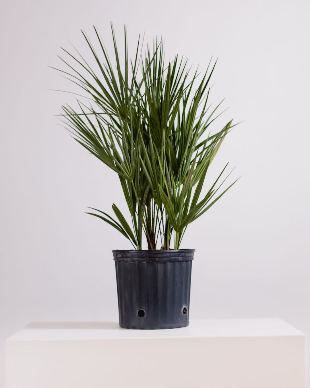 European Fan Palm: Chamaerops humilis - 10 inch pot - 2 foot tall