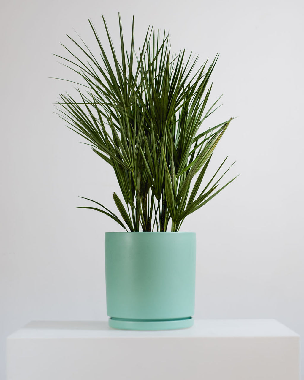 European Fan Palm: Chamaerops humilis - 10 inch pot - 2 foot tall