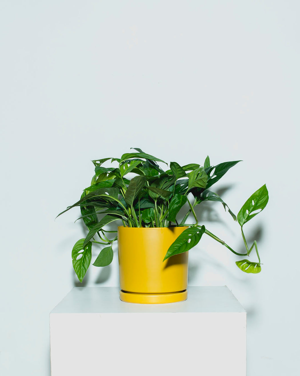 Swiss Cheese Vine: Monstera adansonii - 6 inch pot