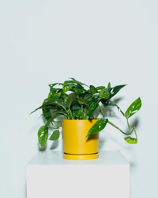 Swiss Cheese Vine: Monstera adansonii - 6 inch pot