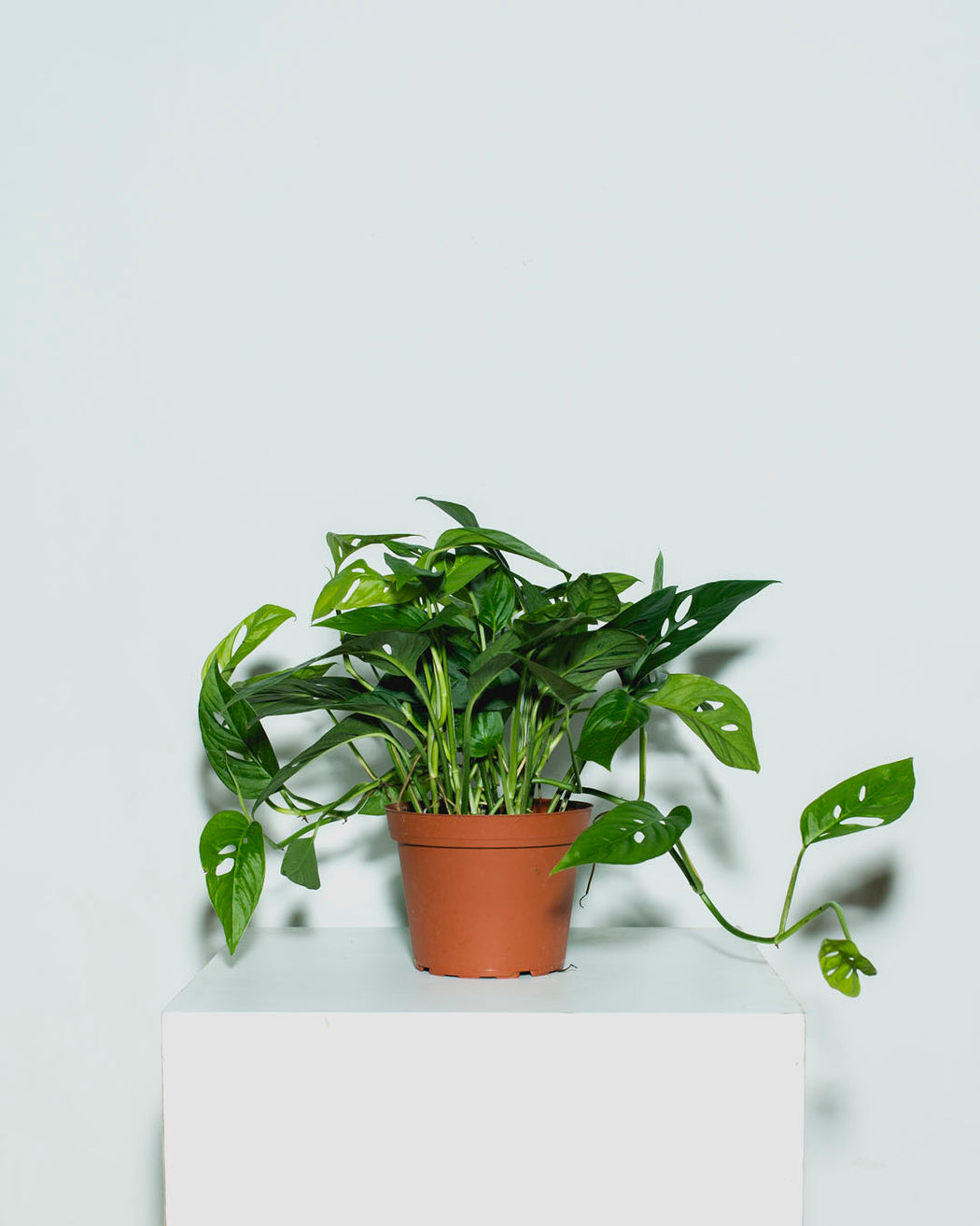 Swiss Cheese Vine: Monstera adansonii - 6 inch pot
