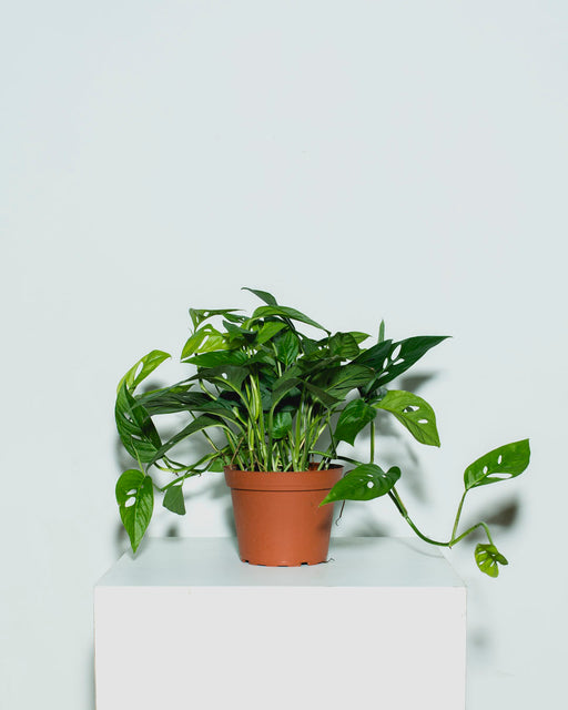 Swiss Cheese Vine: Monstera adansonii - 6 inch pot