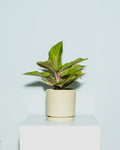 AGLAONEMA 'GOLDEN FLOURITE' 6" Grower Pot